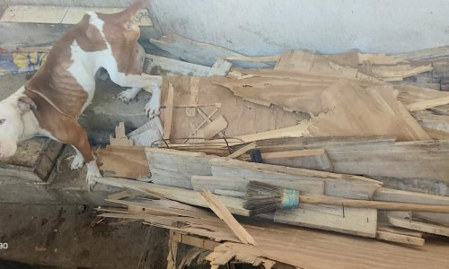 Guarda Ambiental de Barra Mansa resgata cão vítima de maus-tratos